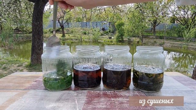 ДЕГУСТАЦИЯ чая из одуванчика: какой вкус, цвет и аромат - 4 вида чая из листьев одуванчика смотреть онлайн