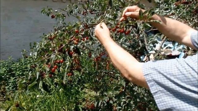 Дюк Саратовская малышка - маленькая, да удаленькая!