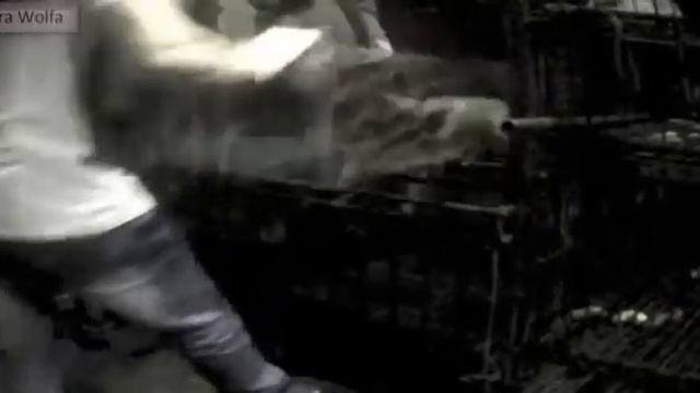 Report cruelty dogs and cats in China / Denuncia crueldad contra perros y gatos en China смотреть онлайн