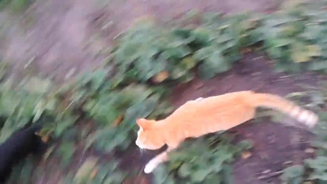 Той терьер и Кот играются :) смотреть онлайн