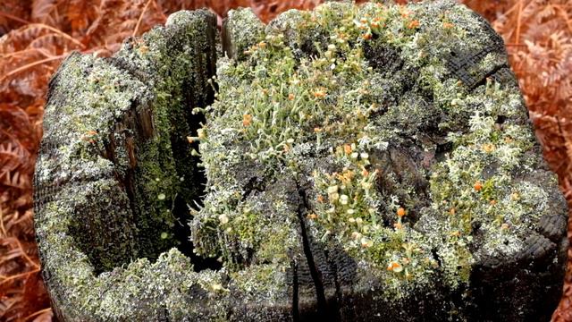 Lichen смотреть онлайн