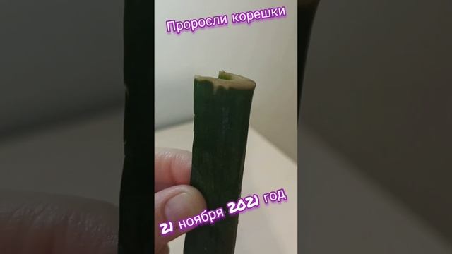 с 15.10.2021г.- по 15.10.2022г./#лист/#рост/#сансевиерия/#тещин язык/#щучий хвост смотреть онлайн