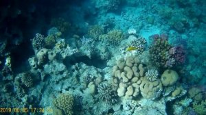 ОСТОРОЖНО !!! Опасный монстр Красного моря!  Красное море. Шарм Эль Шейх Египет. Рыбы Красного моря