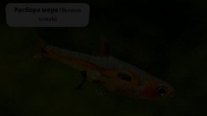 Каких рыбок можно содержать совместно с креветками