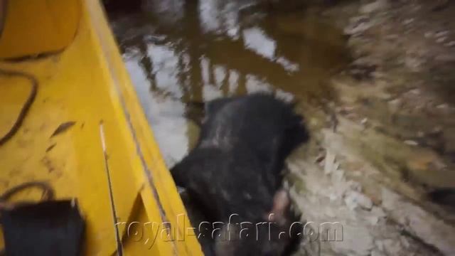 Рыбалка на реке в Венесуэле на пайяру с Royal Safari смотреть онлайн