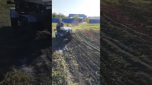 Боронование огорода после уборки картофеля 2023 #трактор #самодельныйтрактор смотреть онлайн
