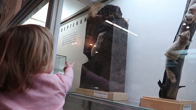 Куда пойти с детьми в Санкт-Петербурге / Зоологический музей смотреть онлайн