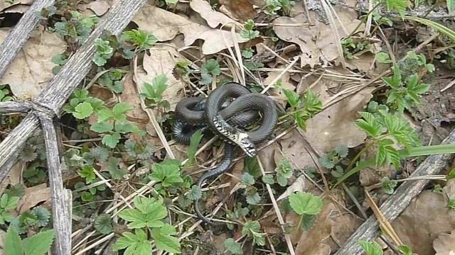 Защитная реакция обыкновенного ужа смотреть онлайн