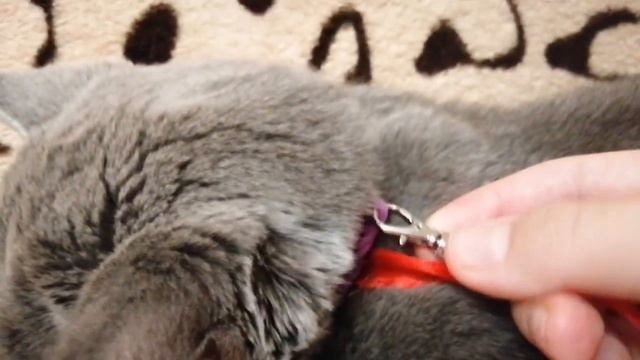 Как сделать поводок для кота? смотреть онлайн