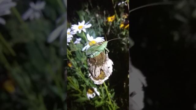 Кузнечик стрекочет ночью смотреть онлайн