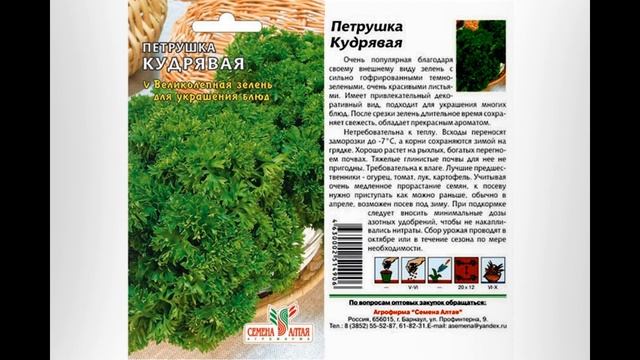 Обзор сорта петрушка "Кудрявая" (характеристики, свойства, фото) смотреть онлайн
