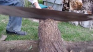 I Пилим Столетней Двуручной Пилой Абрикос Sawing Apricot  Hundred Years Old Two-Handed Saw 20210507