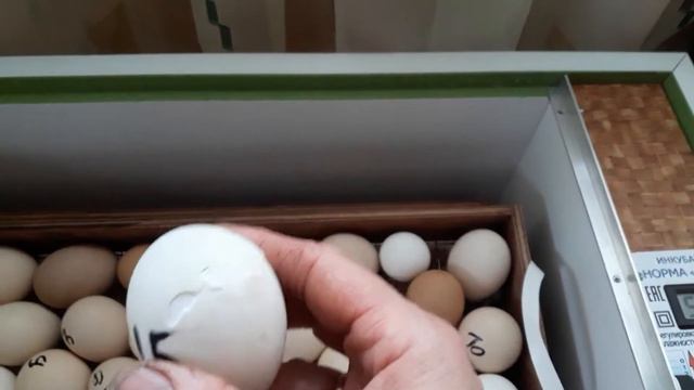 🏵🌹🌻🍁🌺ПОМОГАТЬ ИЛИ НЕТ ИНДОУТЯТАМ ВЫЛУПЛЯТЬСЯ ))) смотреть онлайн