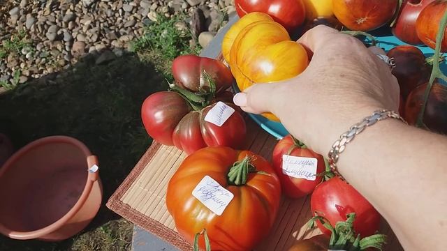 Обзор томатов 2020 г. Коллекционные, американские сорта.? смотреть онлайн