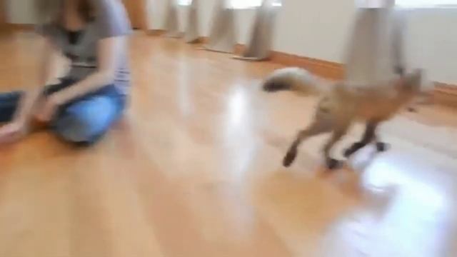 10 причин купить ЛИСУ - Хозяин Лев смотреть онлайн