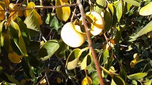 Хурма Никитская бордовая