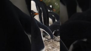 Пингвин: история любви или что подарить любимой.