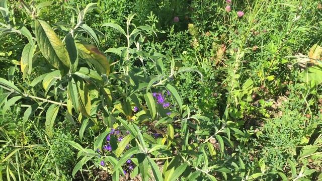 Буддлея давида Nanho White (Нано Уайт) Buddleia davidii, Butterfly bush Nanho White смотреть онлайн