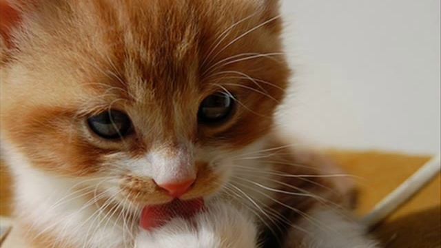 котёнок маленький на танцы собирался