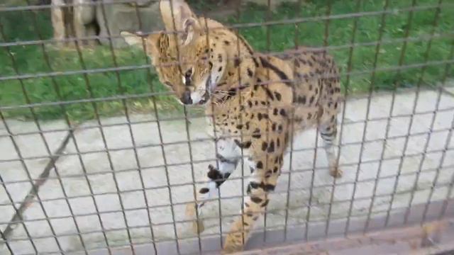 №3970 25 08 2023 Красавец сервал смотреть онлайн