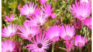 Доротеантус  Цветы для дома и сада