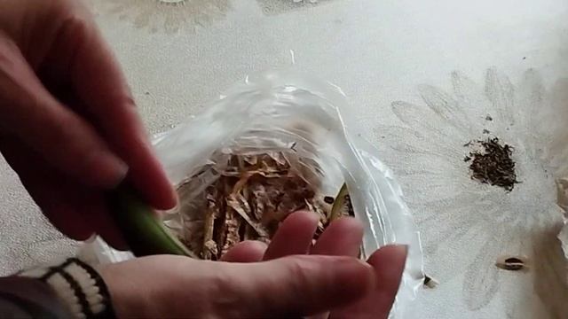 Кампсис. Сеем семенами. смотреть онлайн