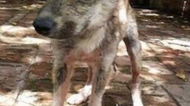 Несчастная собака погибала от голода. Но только посмотрите ,что ей давало силы ,чтобы пережить это. смотреть онлайн