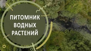 Обзор питомника водных растений Александра Марченко