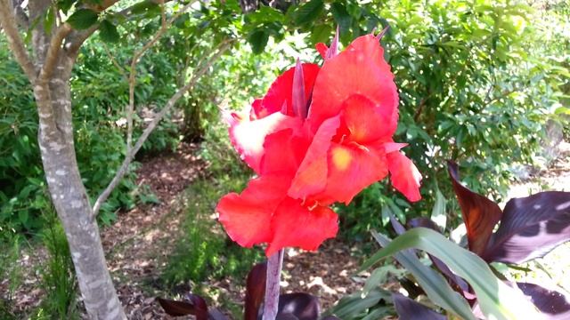 Canna plant red flowers - Canna Lily - Durban HD 02 смотреть онлайн