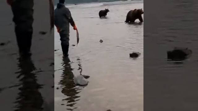 КАК ТАКОЕ ВОМОЖНО? КОРМИМ ДИКОГО МЕДВЕДЯ С РУК ? смотреть онлайн