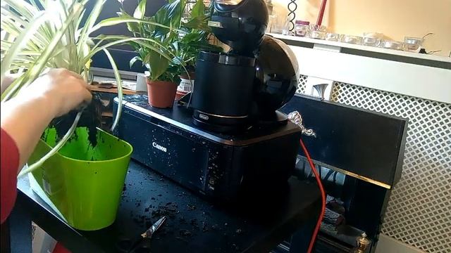 Repotting A Spider Plant | Chlorophytum Comosum