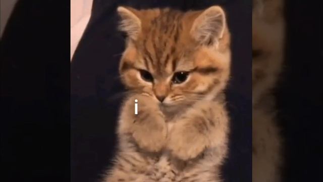 отправь это видео своему любимому человеку? смотреть онлайн