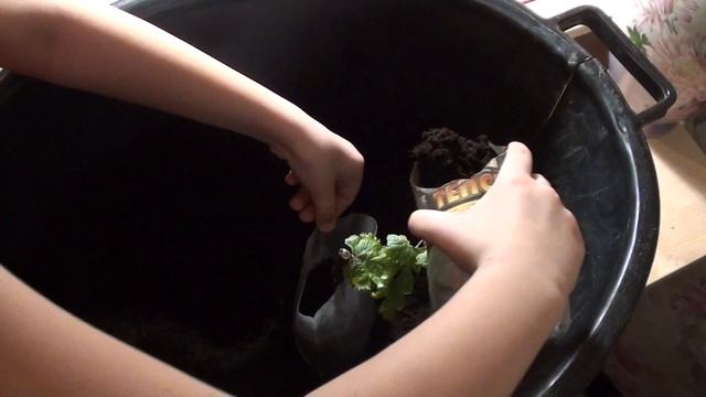 Садим чубуки винограда в горшки смотреть онлайн