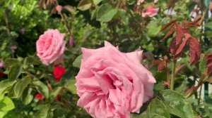 Роза Фредерик мистраль