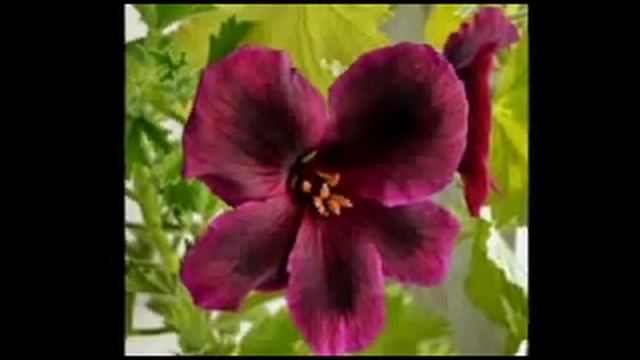 Мир пеларгоний.(pelargonium) смотреть онлайн