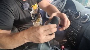 Ручка КПП Ларгус. Секреты перекупа!