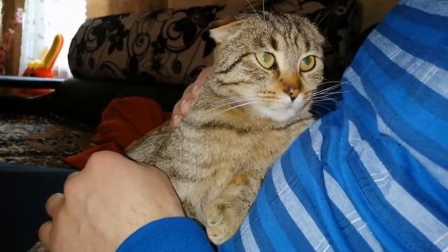 Дикий кот может быть ручным. смотреть онлайн