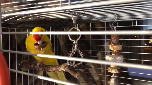 Попугай какарик выгрызает грецкий орех смотреть онлайн