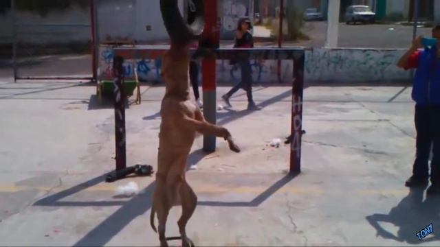 Pitbull VS Doberman смотреть онлайн