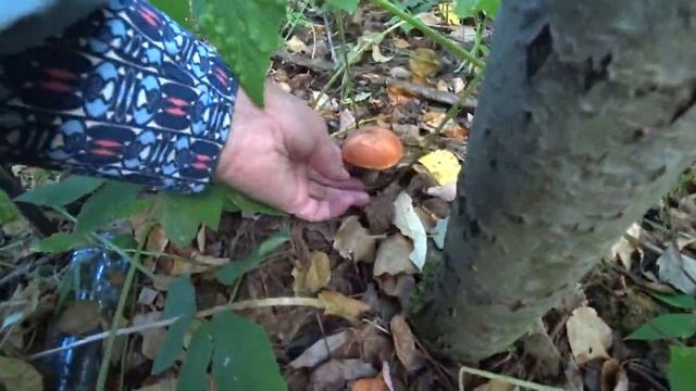 Лес! Опята и красноголовики! Сентябрь 2022. смотреть онлайн