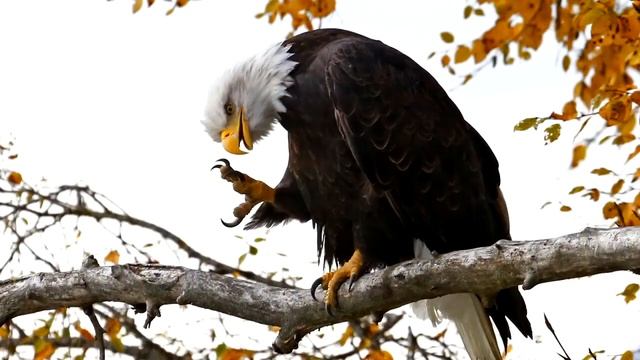 Притча Орёл кролик и лиса
