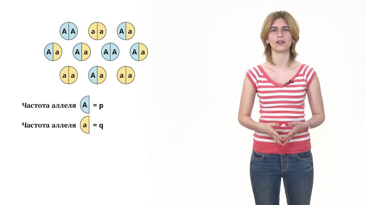 12. Популяционная генетика. Решение генетических задач 9 - 11 класс смотреть онлайн