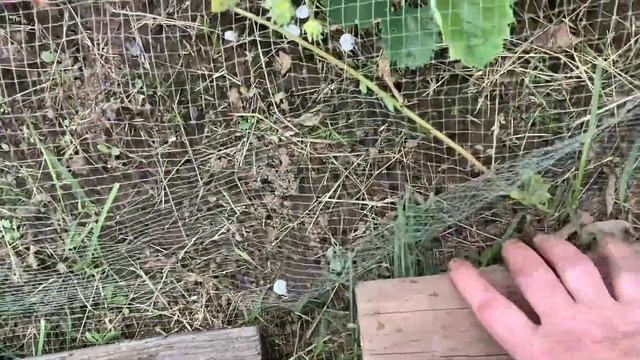 Бродилка из крапивы. Как продлить срок службы сетки от птиц. смотреть онлайн