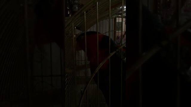 Попугай лори Фаня смотреть онлайн