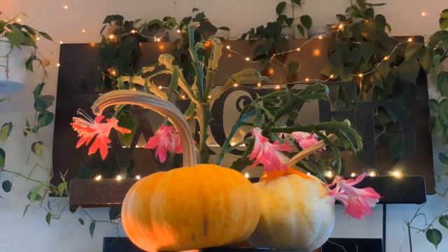 Schlumbergera hybrid - ‘Enigma’ смотреть онлайн