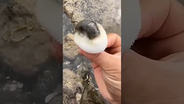 РАЗВЕЛА и УПЛЫЛА | и рыбы умеют пранковать :)