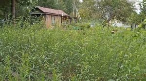 Купили черенки ивы? Как сажать иву? Когда сажать иву? Отзыв!