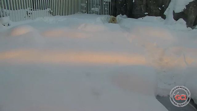 Мишка скучает,подруг ворон нет,по снегу ползает#Аляска смотреть онлайн