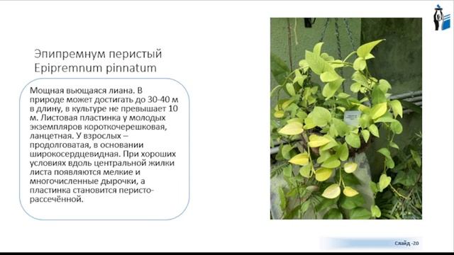 Оранжерея ботанического сада г. Самара. Растения тропической и Субтропической флоры. смотреть онлайн