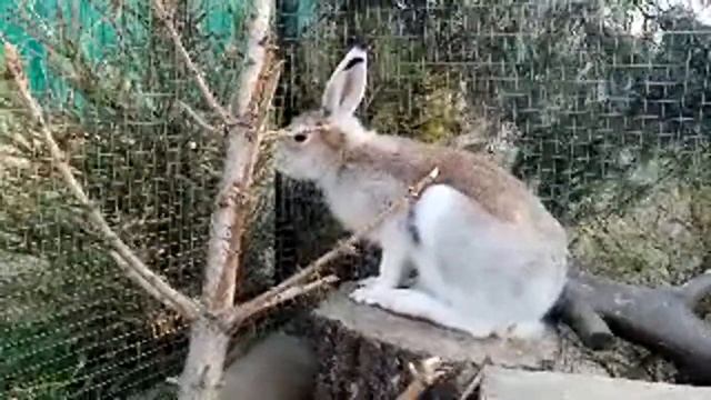 Зайстрим смотреть онлайн